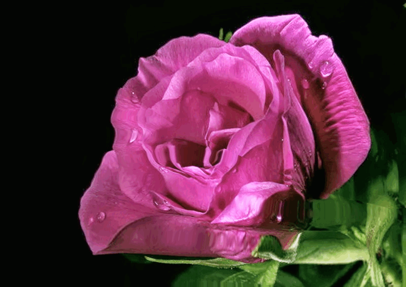 it3p6v5pnnb.gif (800×566) Rosas