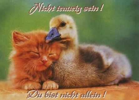 ext. Bild